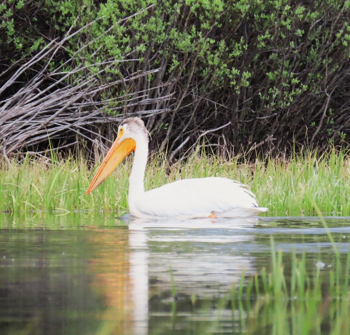 American White Pelican - ML620233909