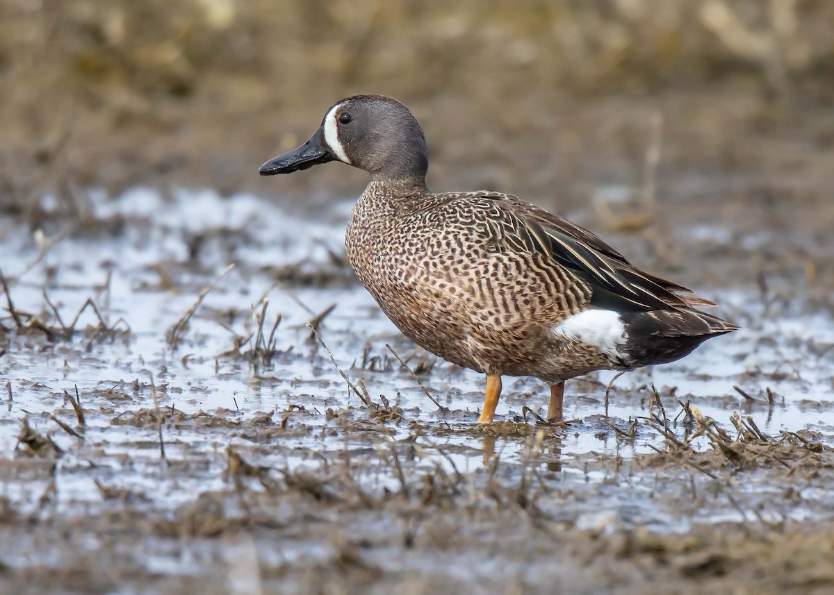 Blue-winged Teal - ML620233931