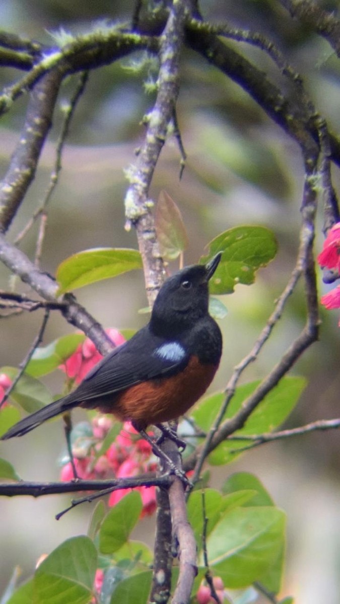 Chestnut-bellied Flowerpiercer - ML620233932