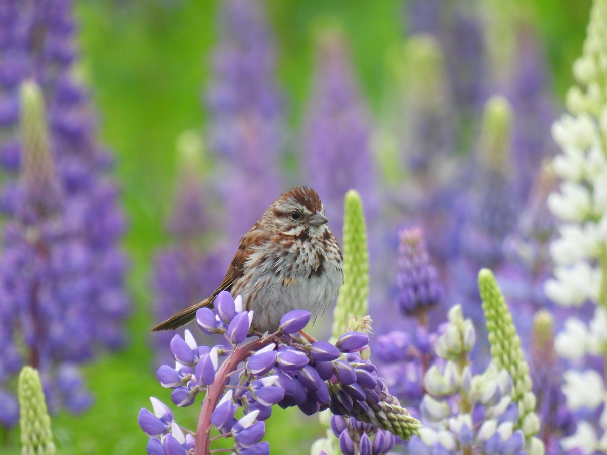 Song Sparrow - ML620233934