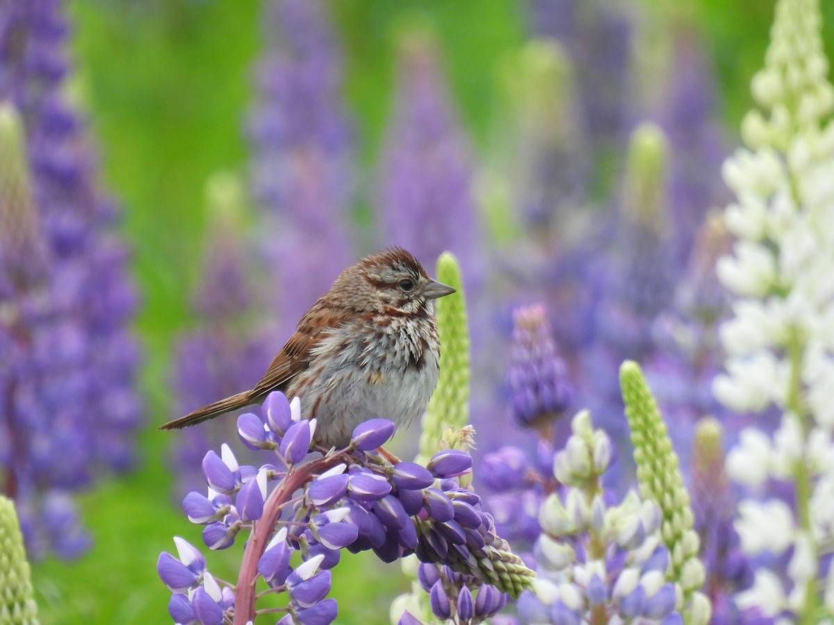 Song Sparrow - ML620233935