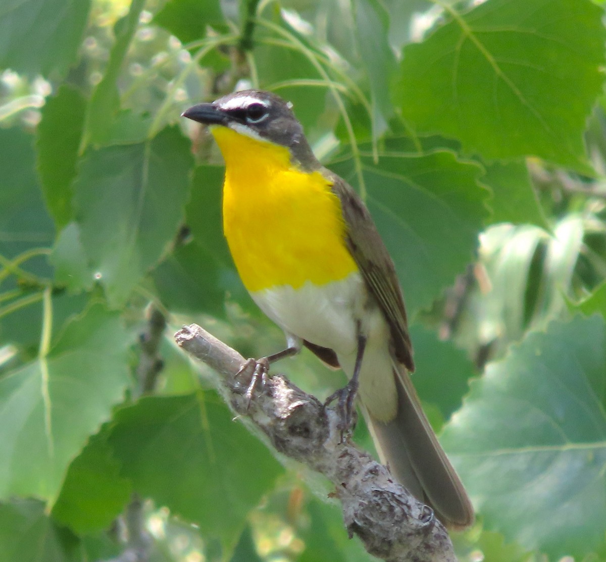 Yellow-breasted Chat - ML620233936