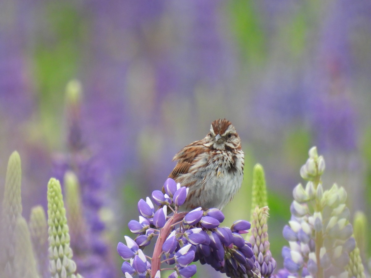 Song Sparrow - ML620233937