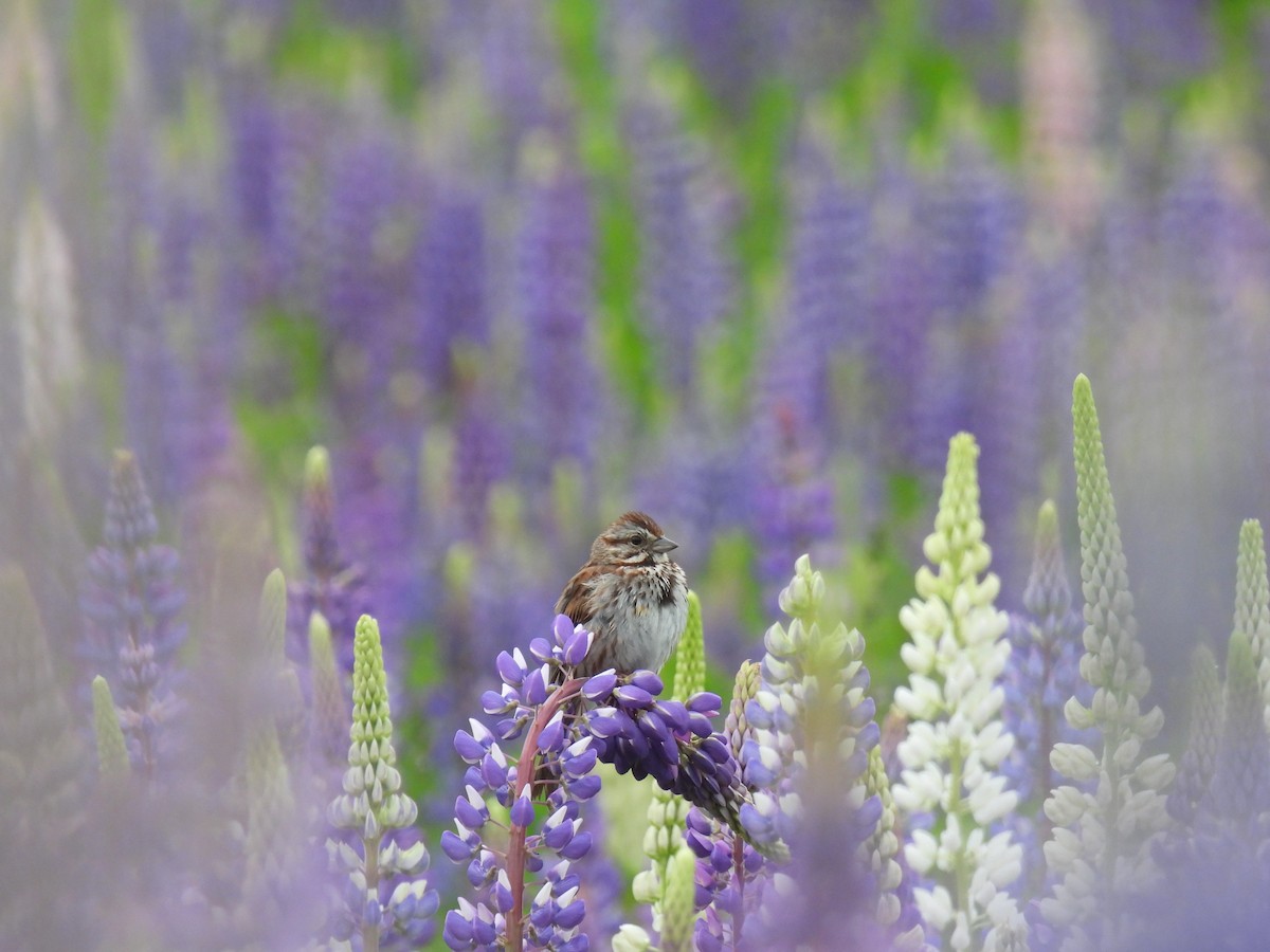 Song Sparrow - ML620233938