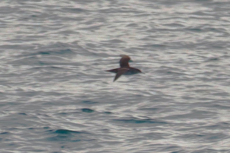 Balearic Shearwater - ML620233946