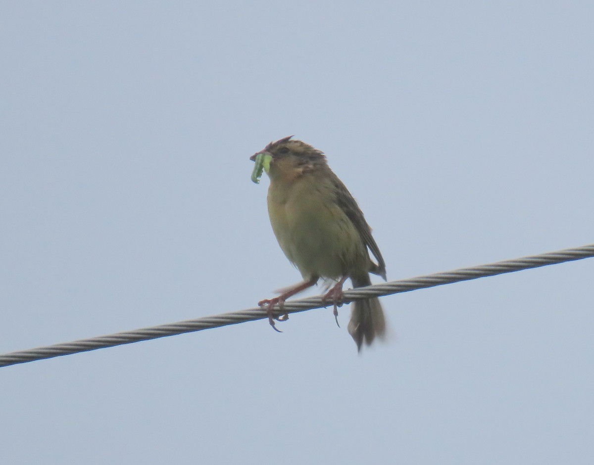 Bobolink - ML620233947