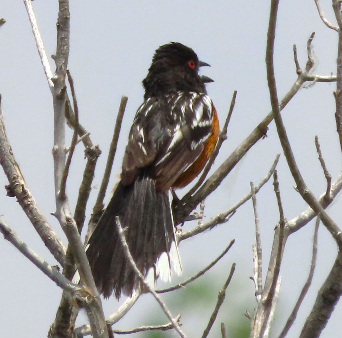 Spotted Towhee - ML620233953