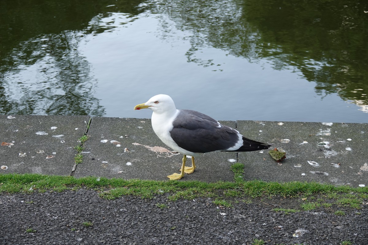 Gaviota Sombría - ML620233954