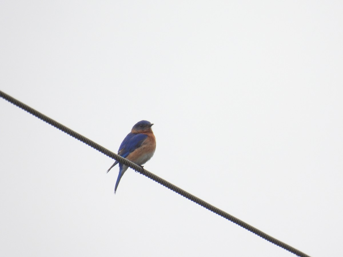 Eastern Bluebird - ML620233955