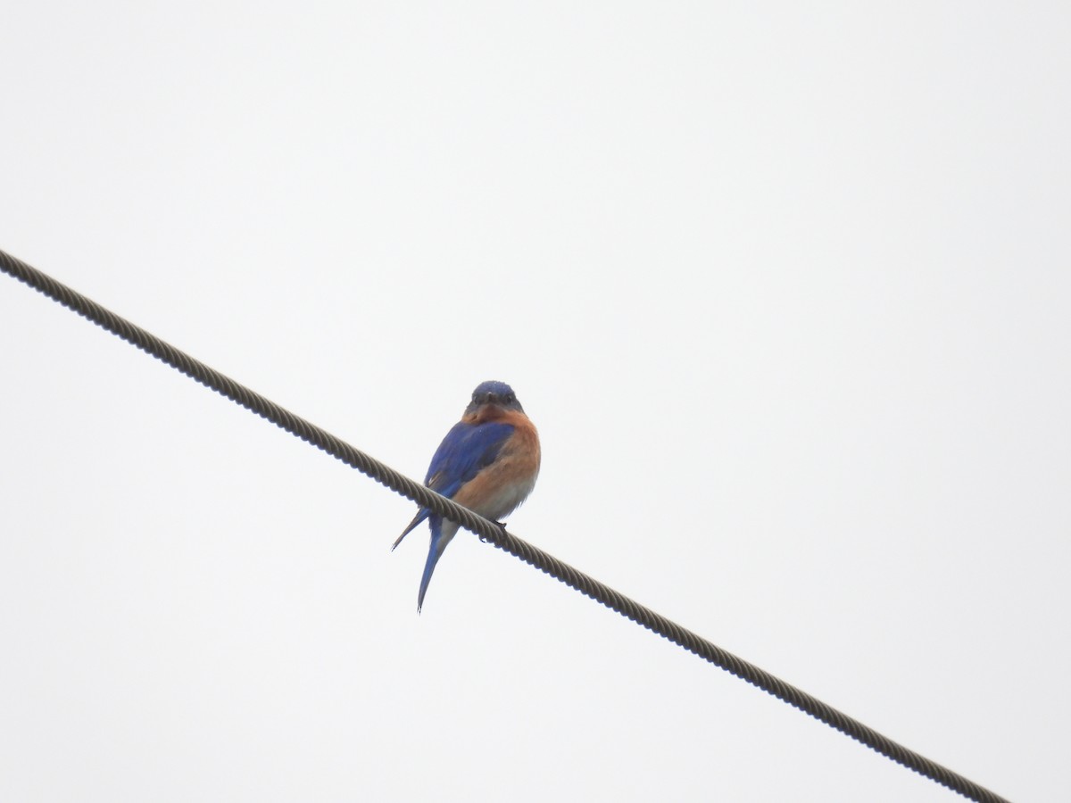 Eastern Bluebird - ML620233956