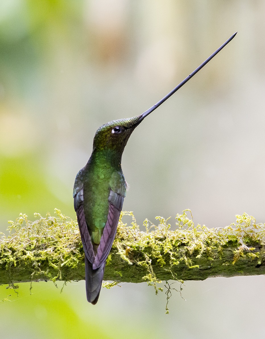 Sword-billed Hummingbird - ML620233957