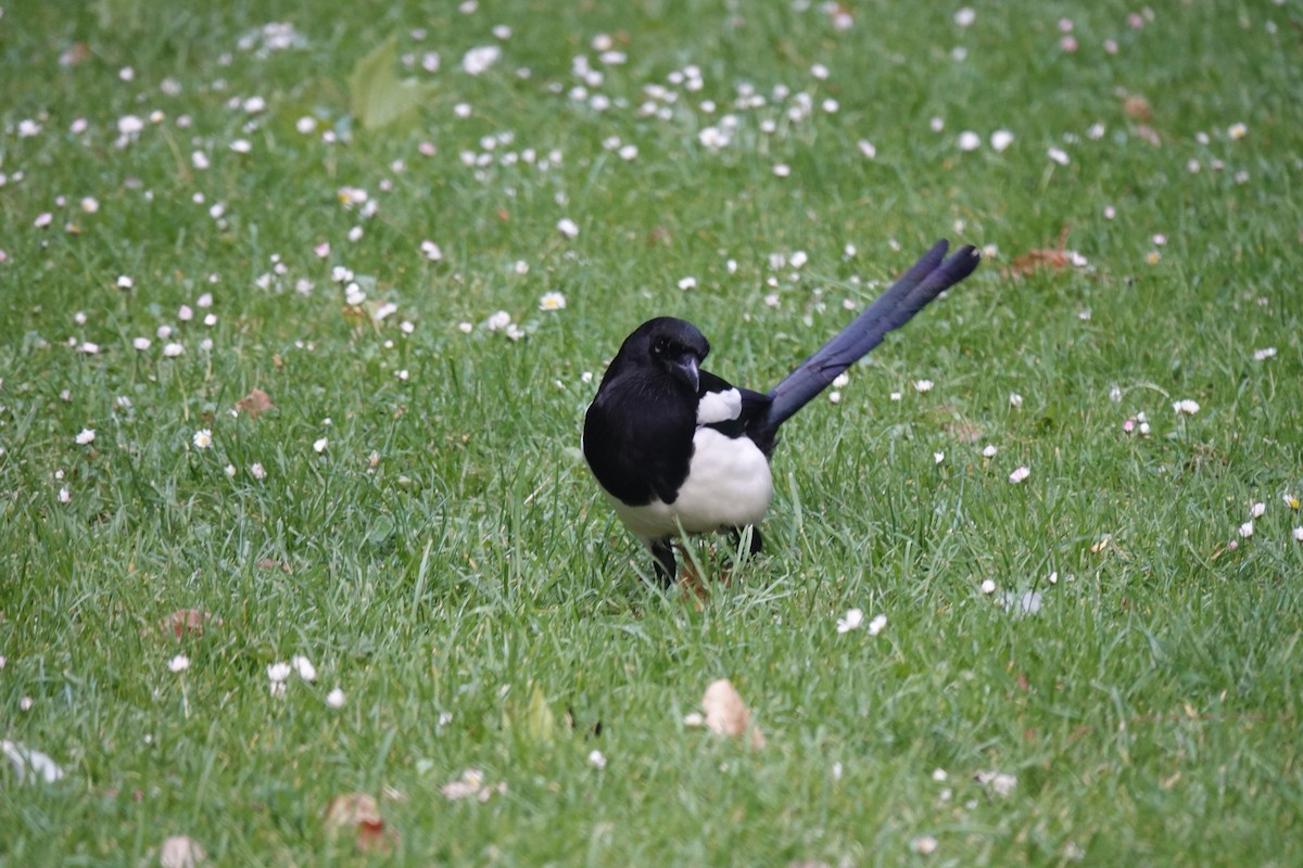 Eurasian Magpie - ML620233964