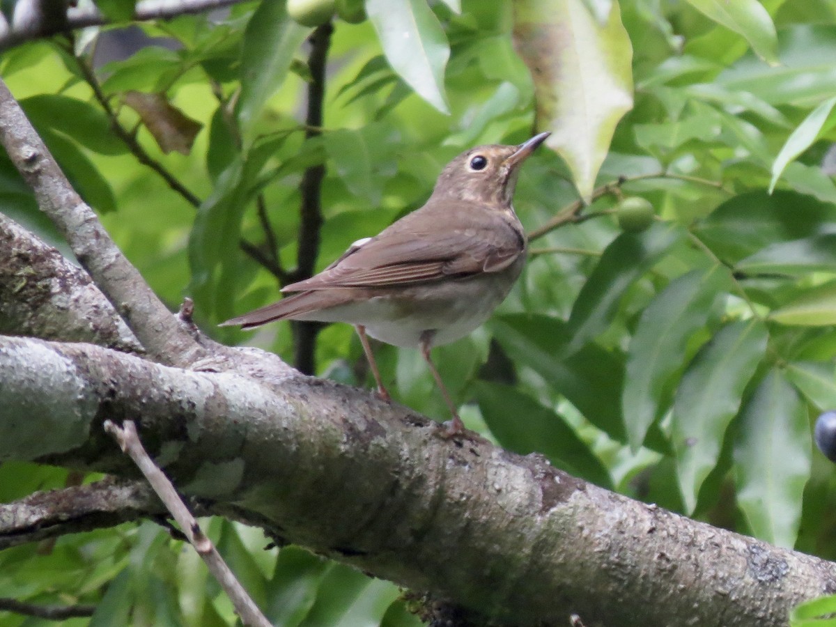 Swainson's Thrush - ML620233969