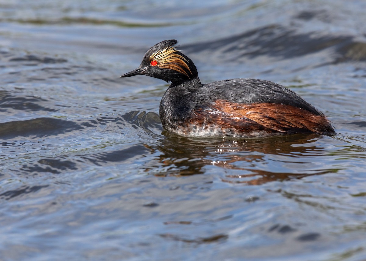 Eared Grebe - ML620233978