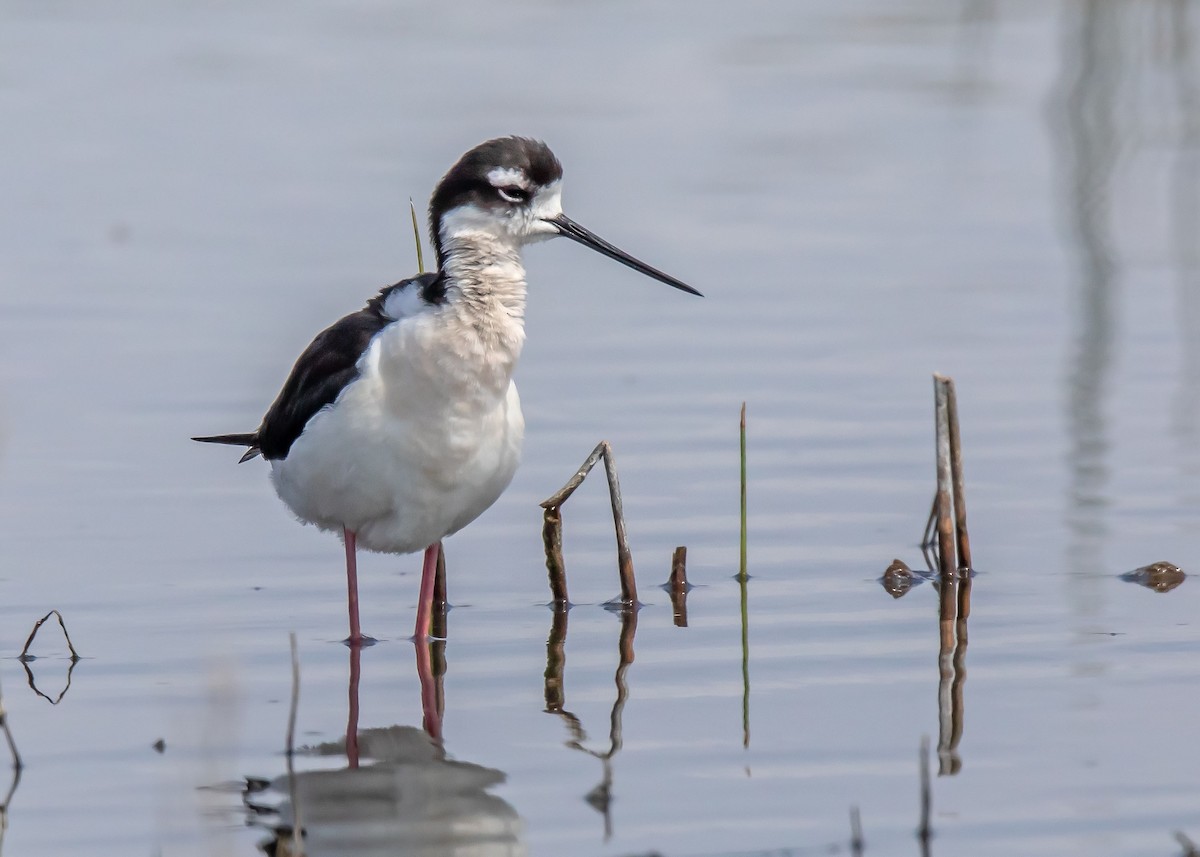 Black-necked Stilt - ML620233984