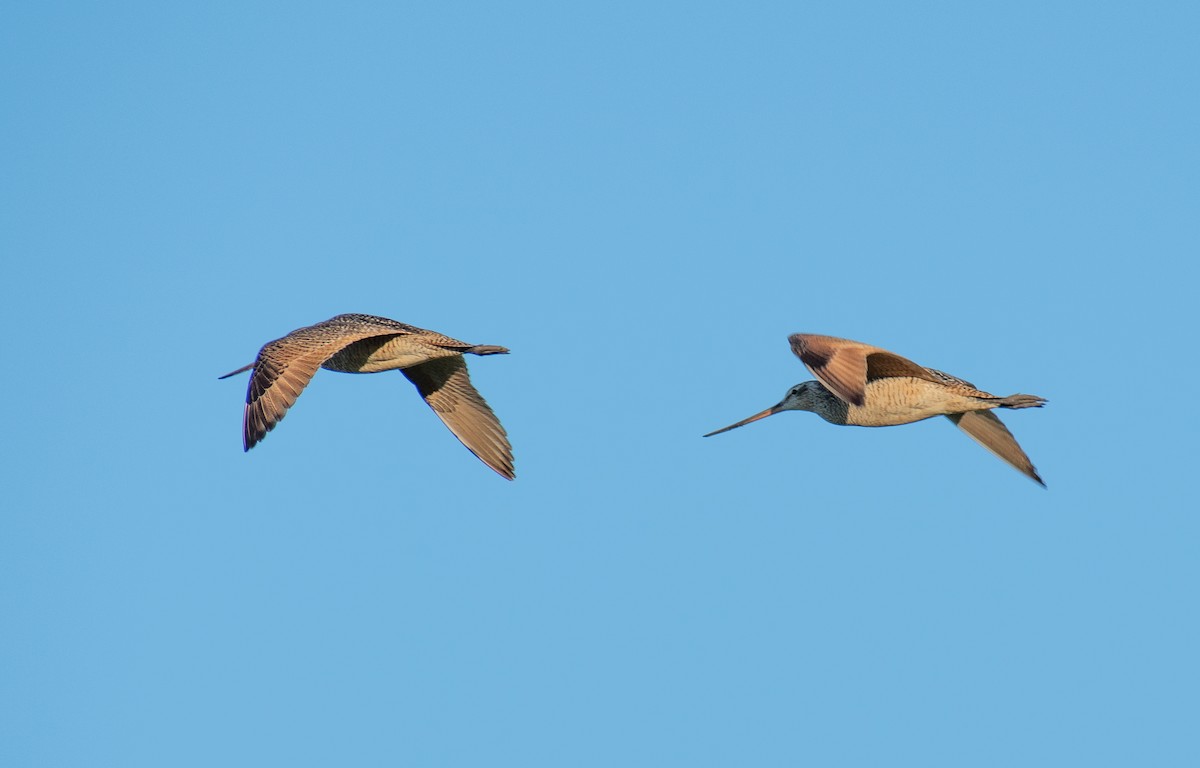 Marbled Godwit - Lynda Elkin