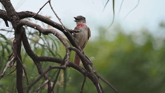 Rose-throated Becard - ML620234011