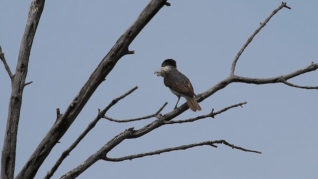 Rose-throated Becard - ML620234012