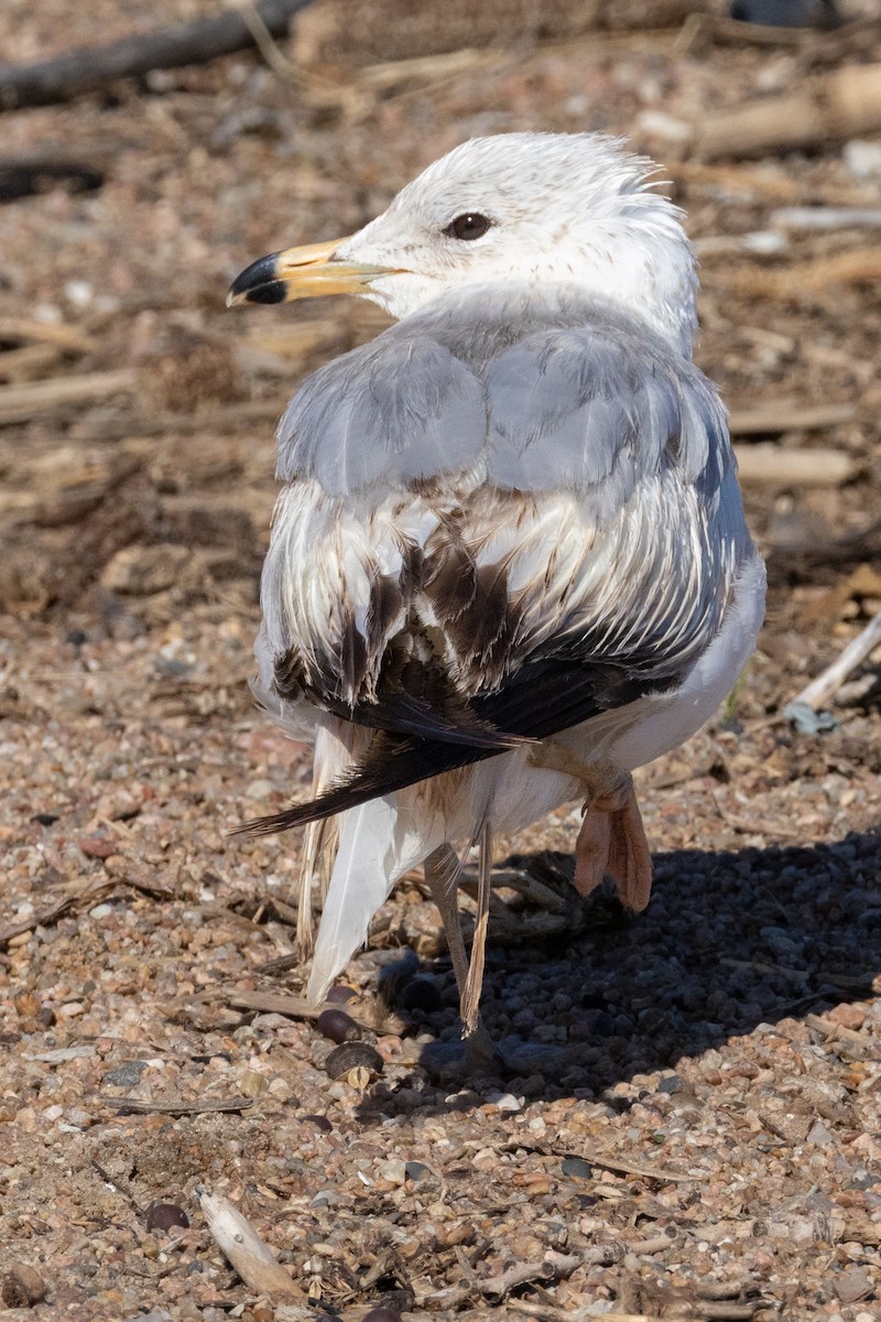 Ring-billed Gull - ML620234023