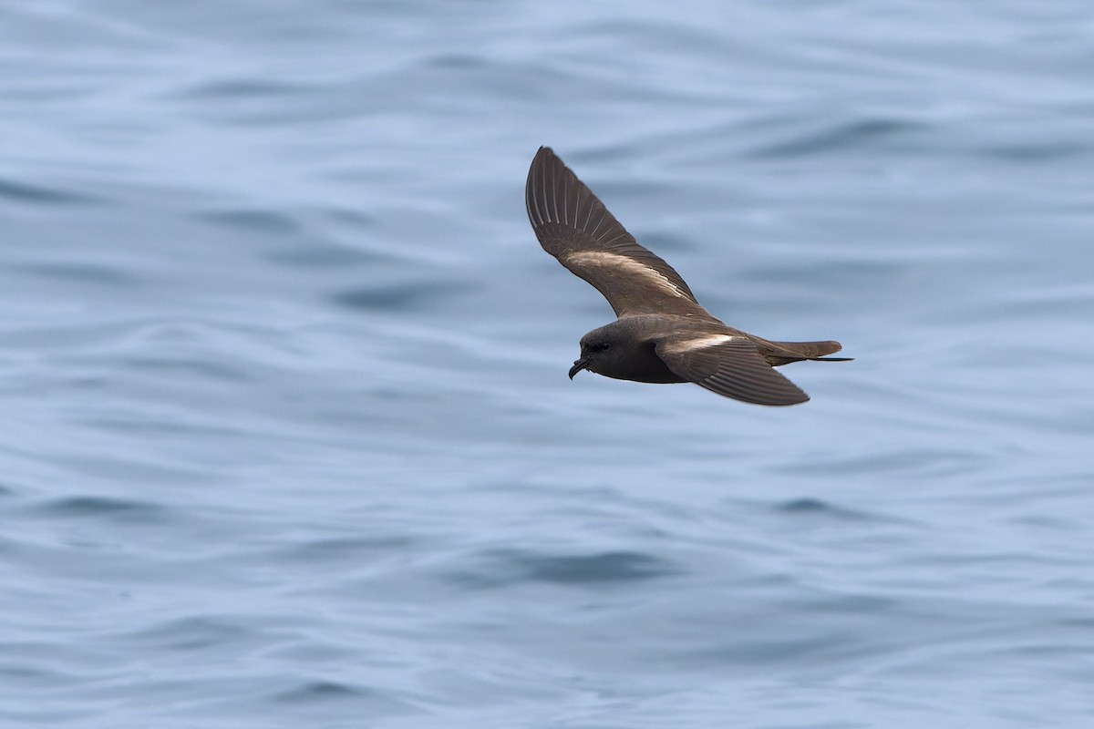 Markham's Storm-Petrel - ML620234024