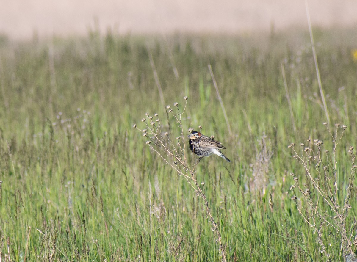 Chestnut-collared Longspur - ML620234032