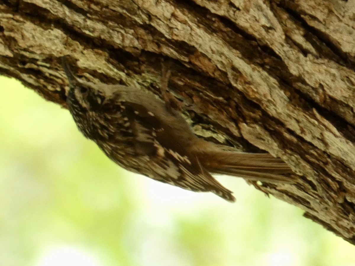 Brown Creeper - ML620234038