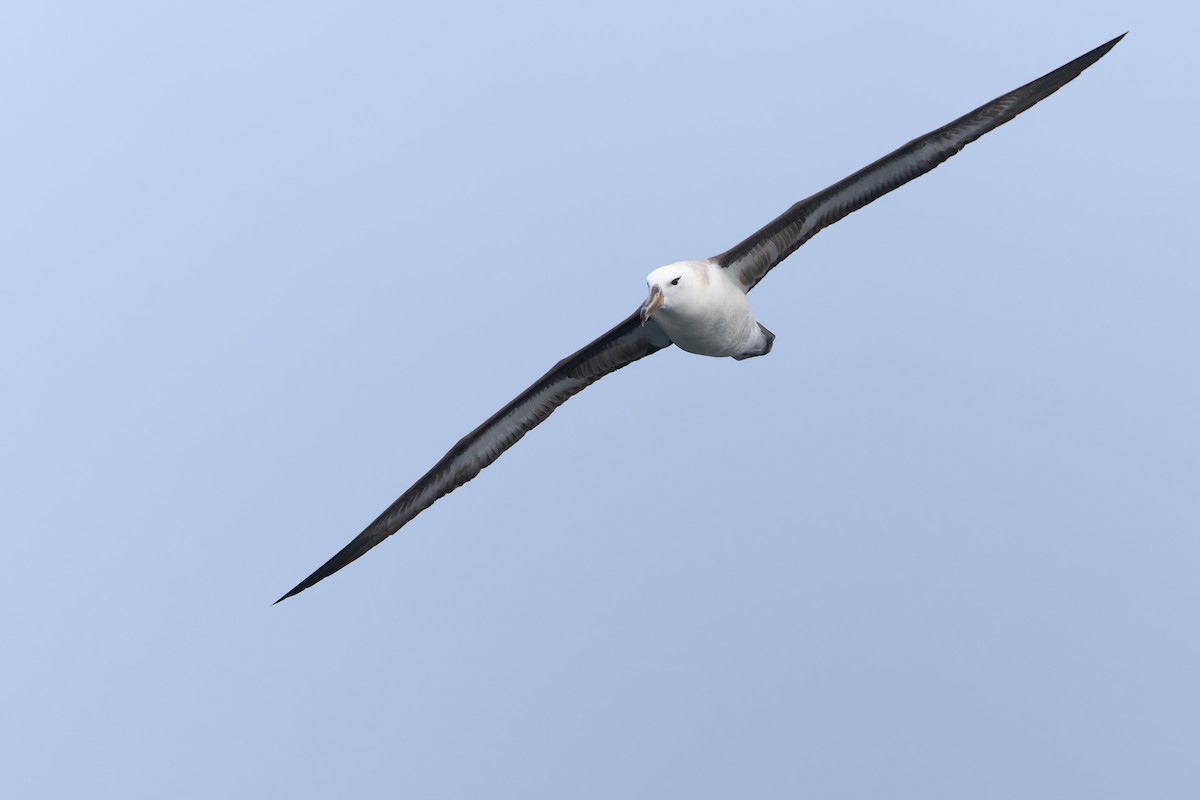 Black-browed Albatross - ML620234044