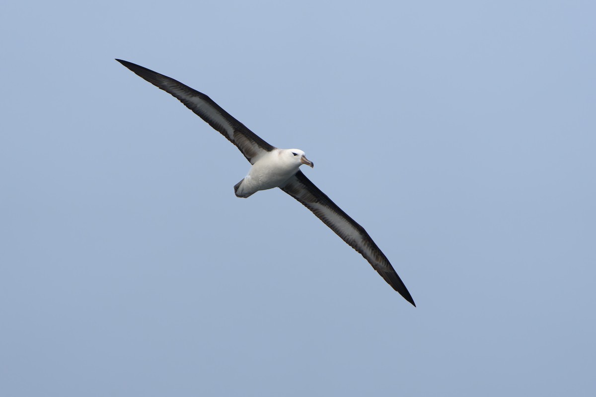 Albatros à sourcils noirs - ML620234045