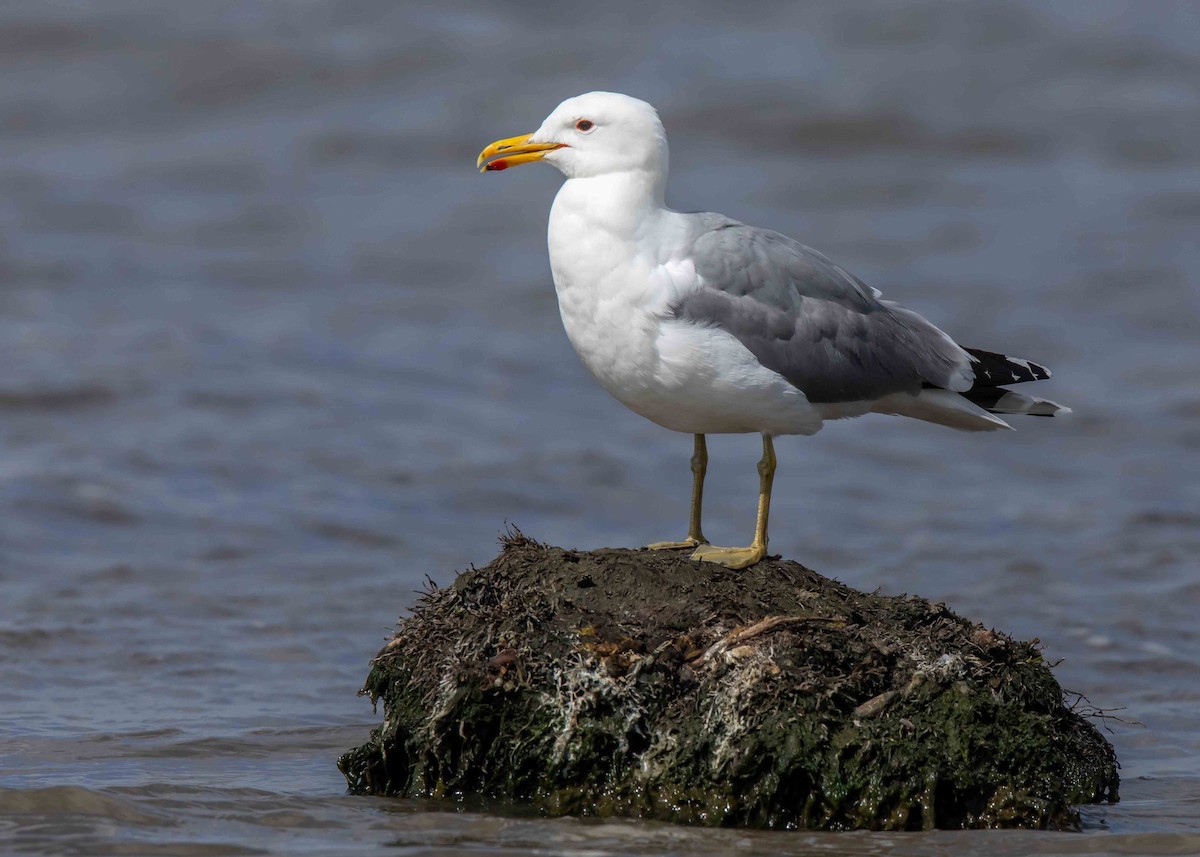 Gaviota Californiana - ML620234056