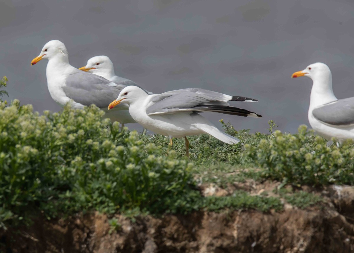 Gaviota Californiana - ML620234057