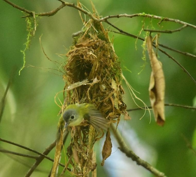 Short-tailed Pygmy-Tyrant - ML620234071