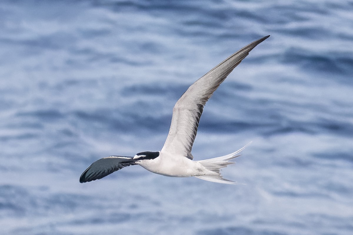 Bridled Tern - ML620234074