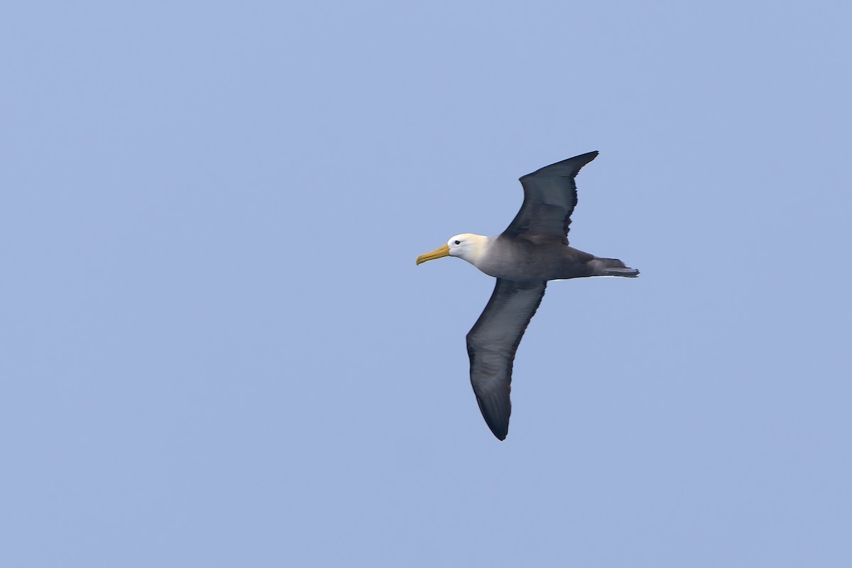 Waved Albatross - ML620234077