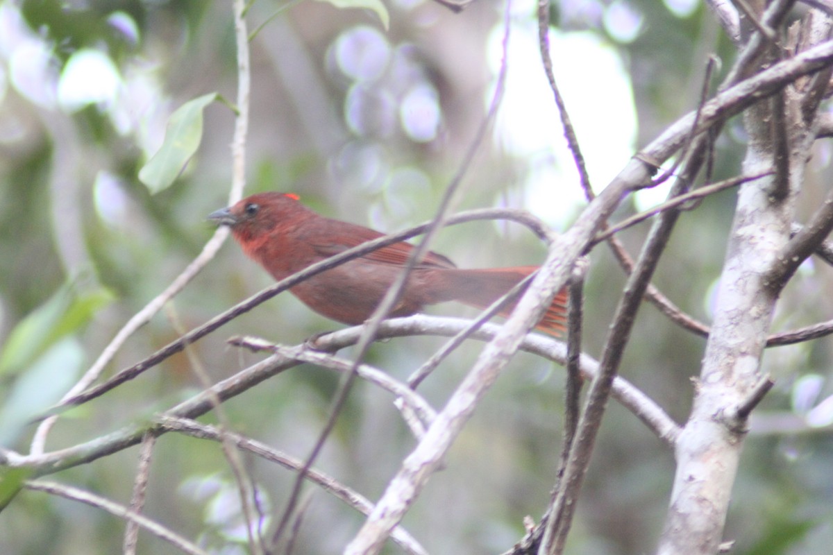 Red-crowned Ant-Tanager - ML620234078