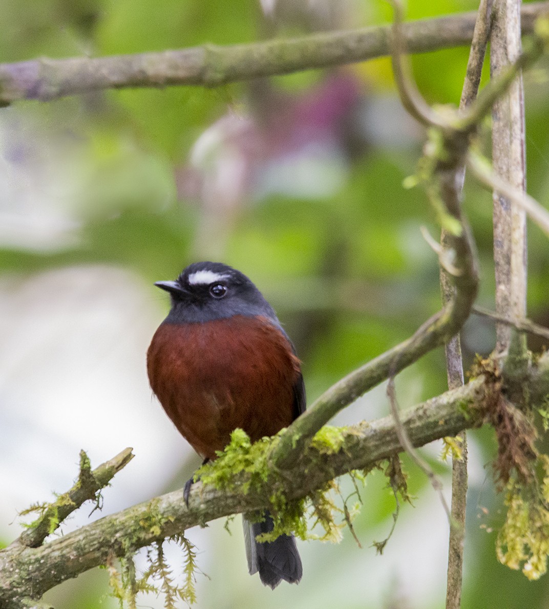 Chestnut-bellied Chat-Tyrant - ML620234080