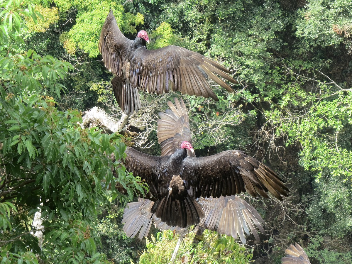 Turkey Vulture - ML620234082