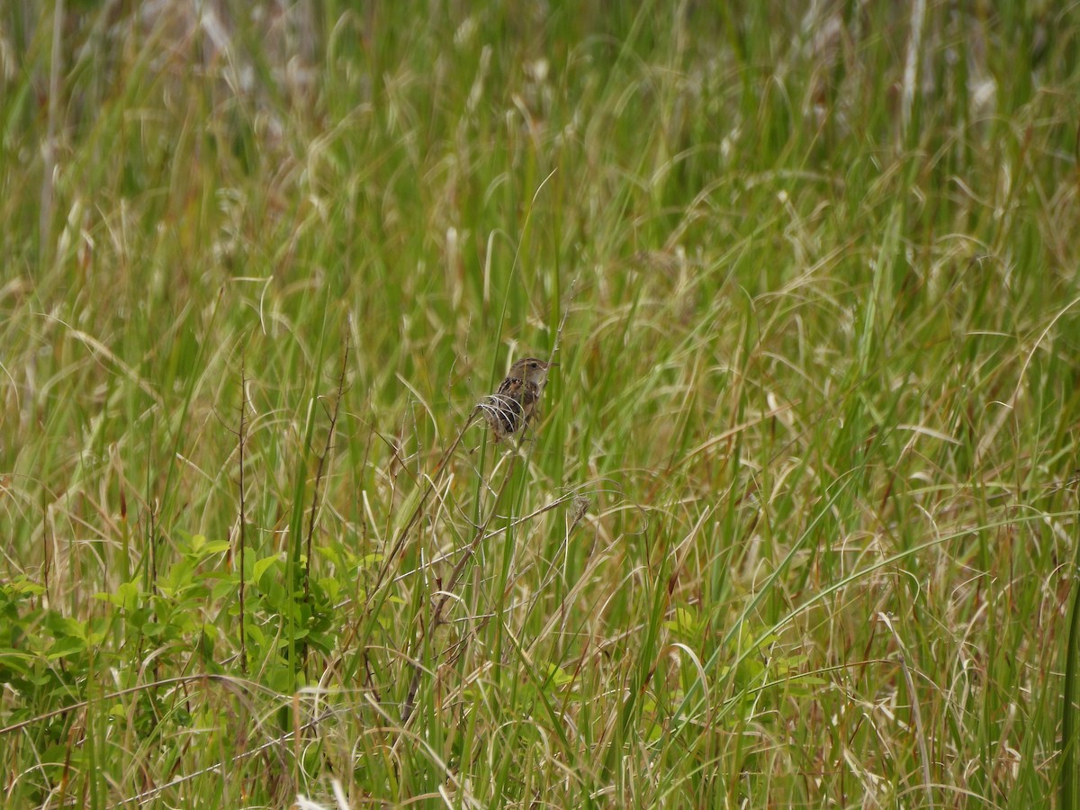 Sedge Wren - ML620234085