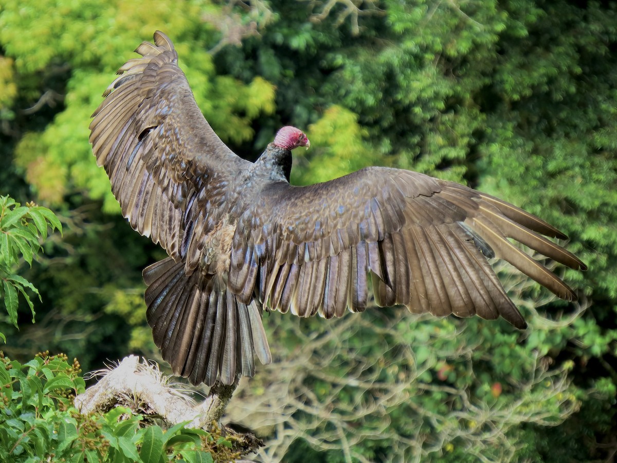 Urubu à tête rouge - ML620234094