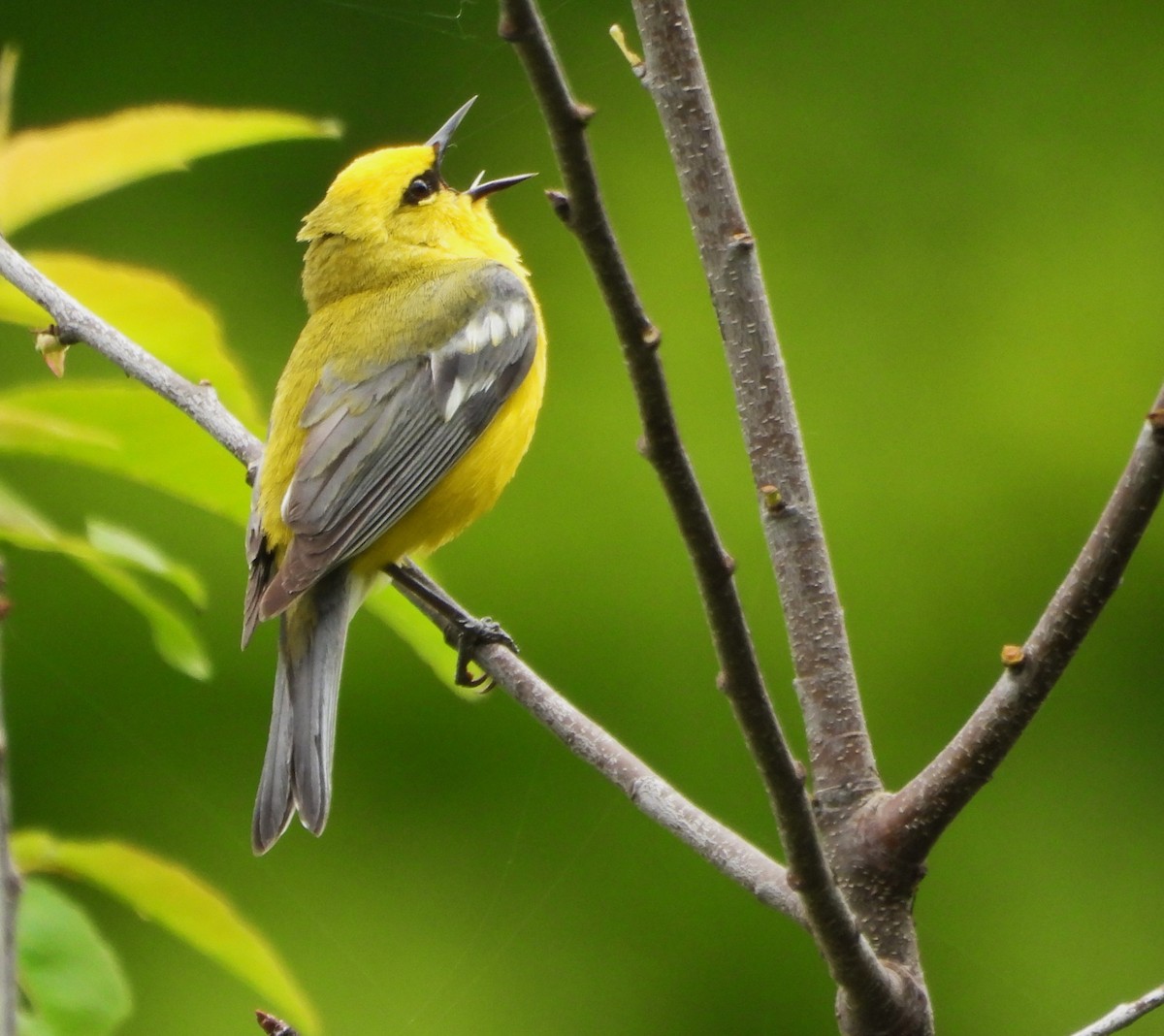 Blue-winged Warbler - ML620234098