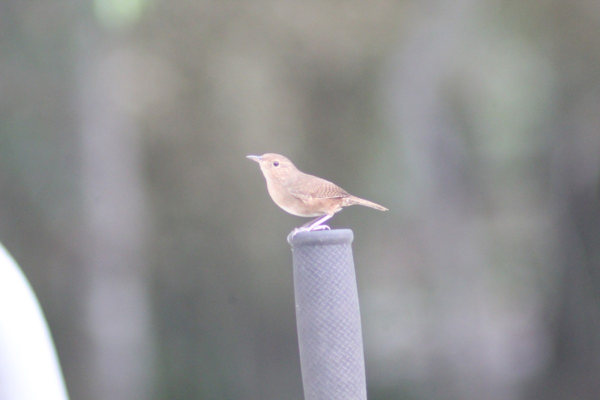 House Wren - ML620234100