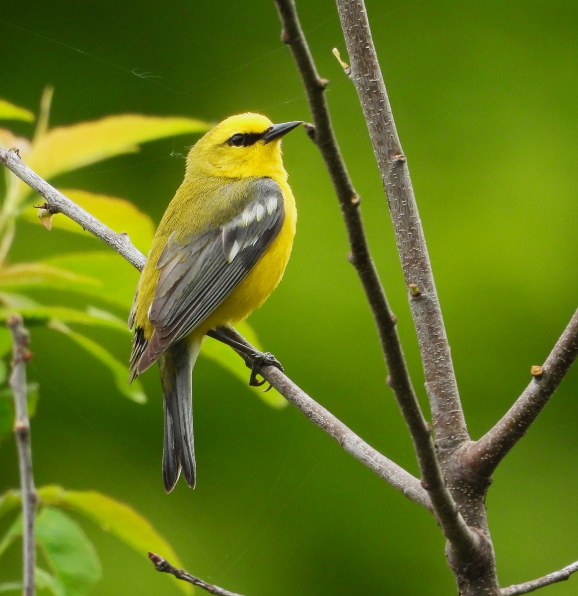 Blue-winged Warbler - ML620234101