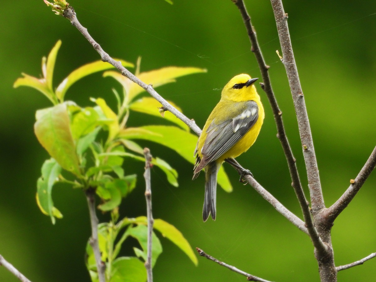 Blue-winged Warbler - ML620234102