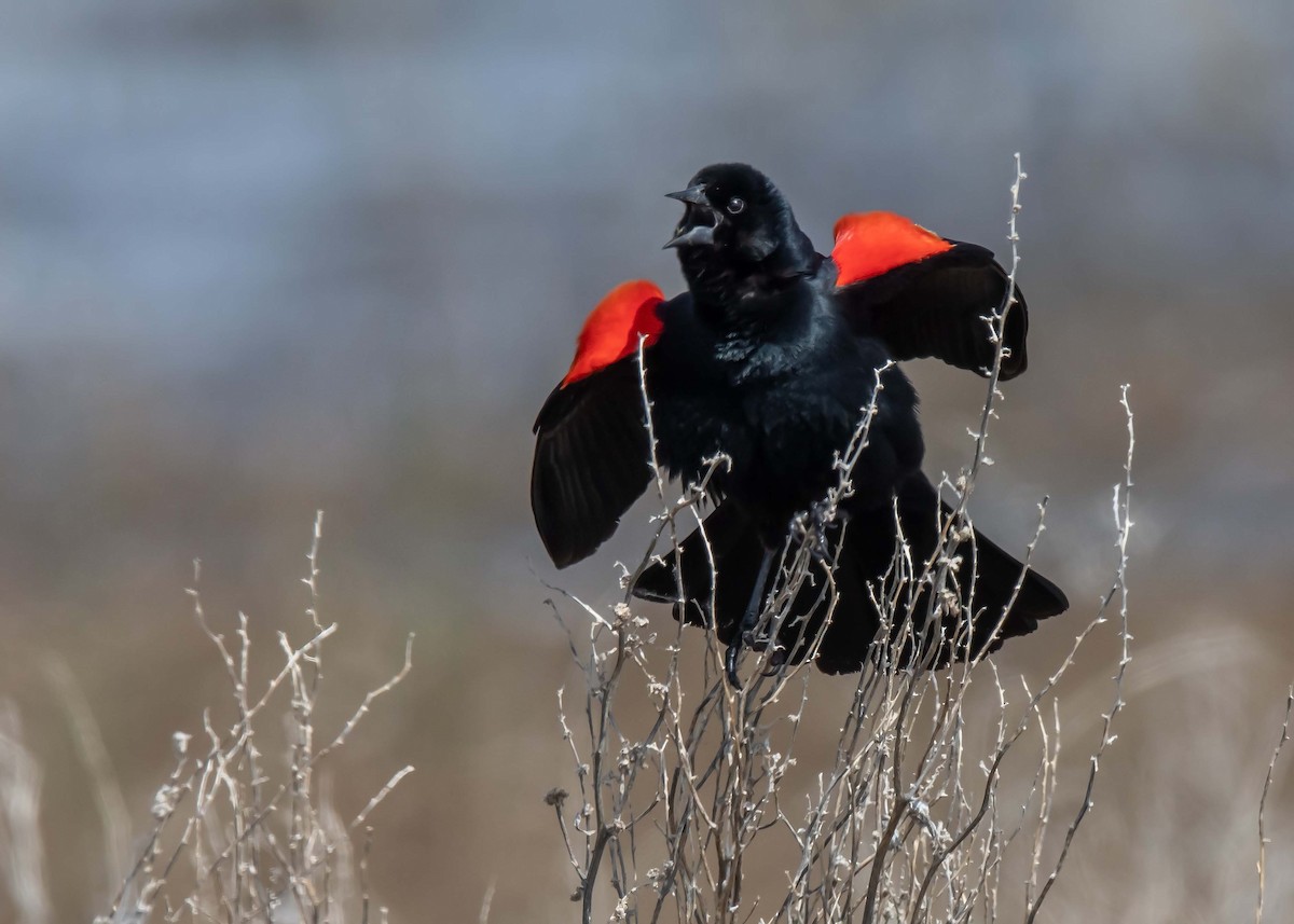 Red-winged Blackbird - ML620234103