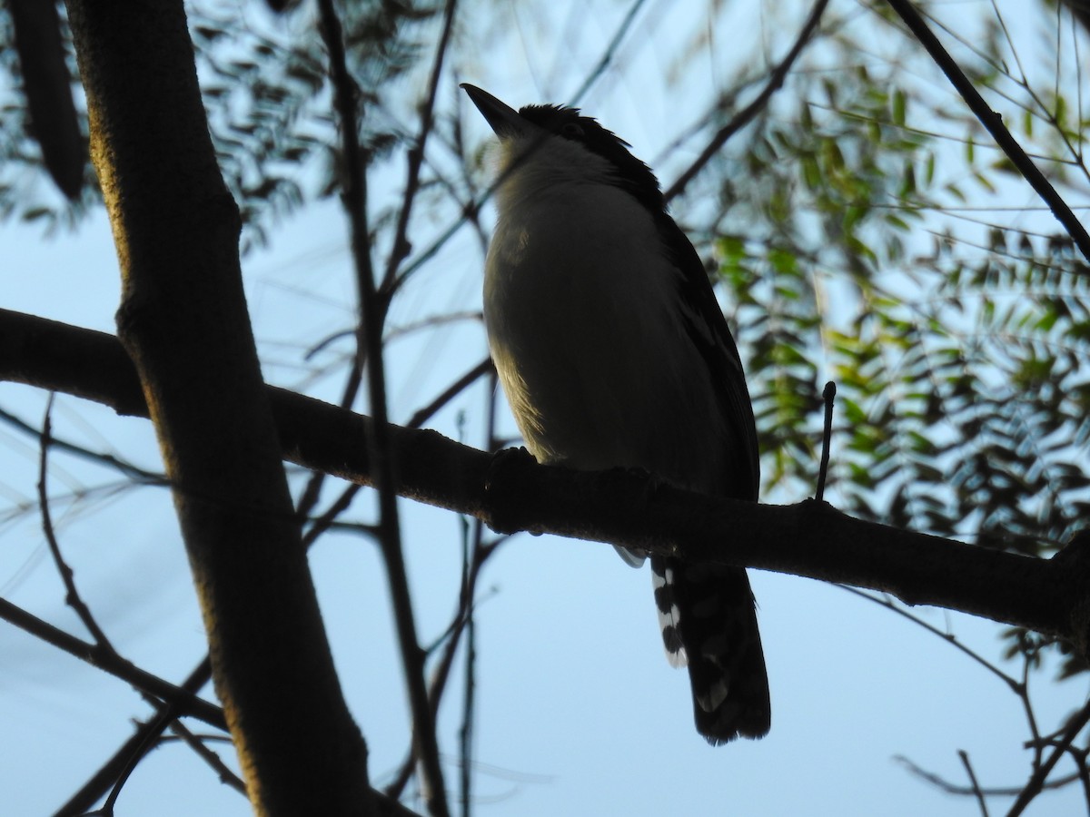 Great Antshrike - ML620234105