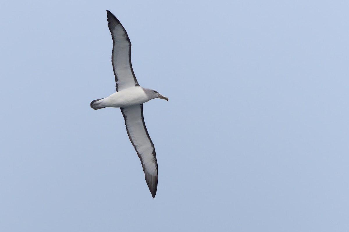 albatros snarský - ML620234121