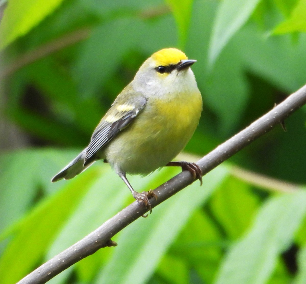 Brewster's Warbler (hybrid) - ML620234125