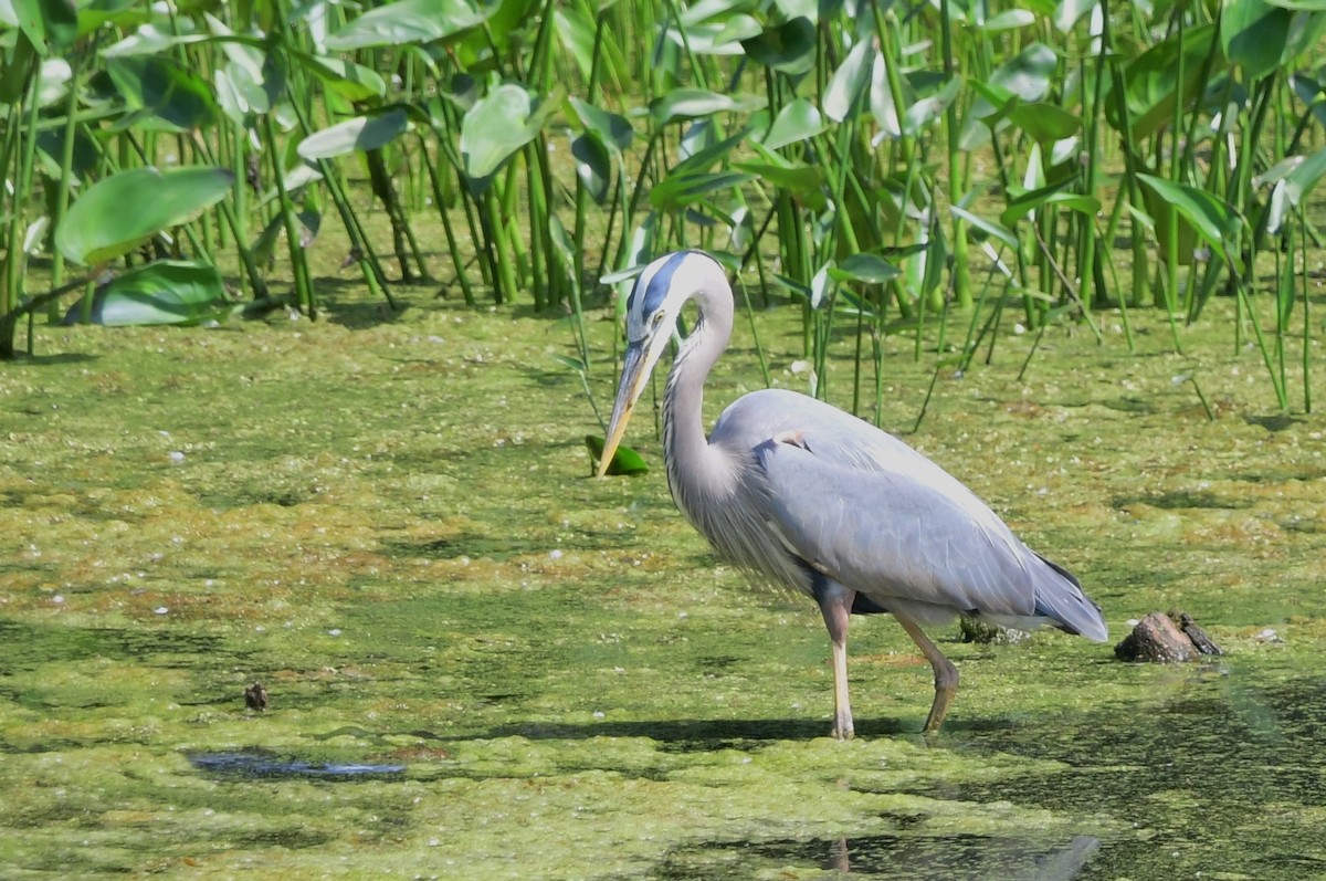 Garza Azulada - ML620234131