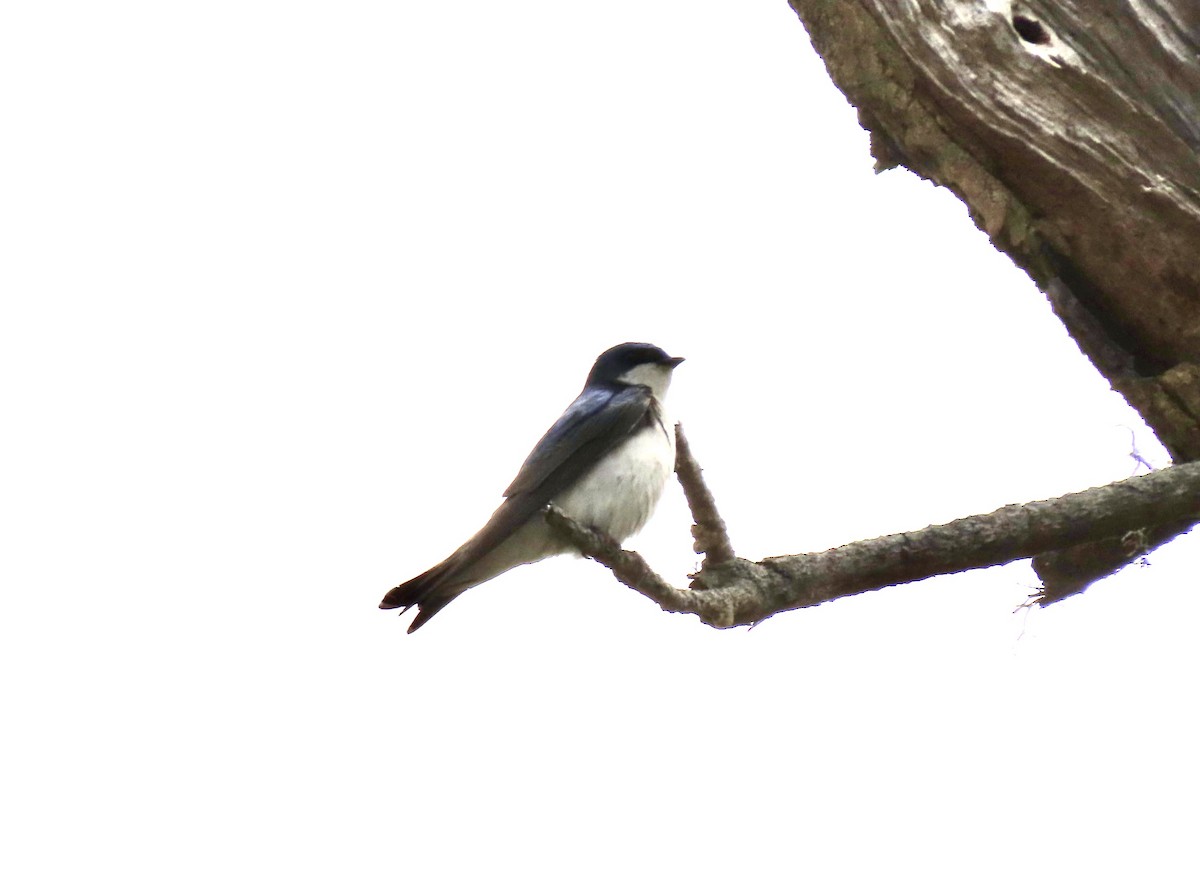 Golondrina Bicolor - ML620234132