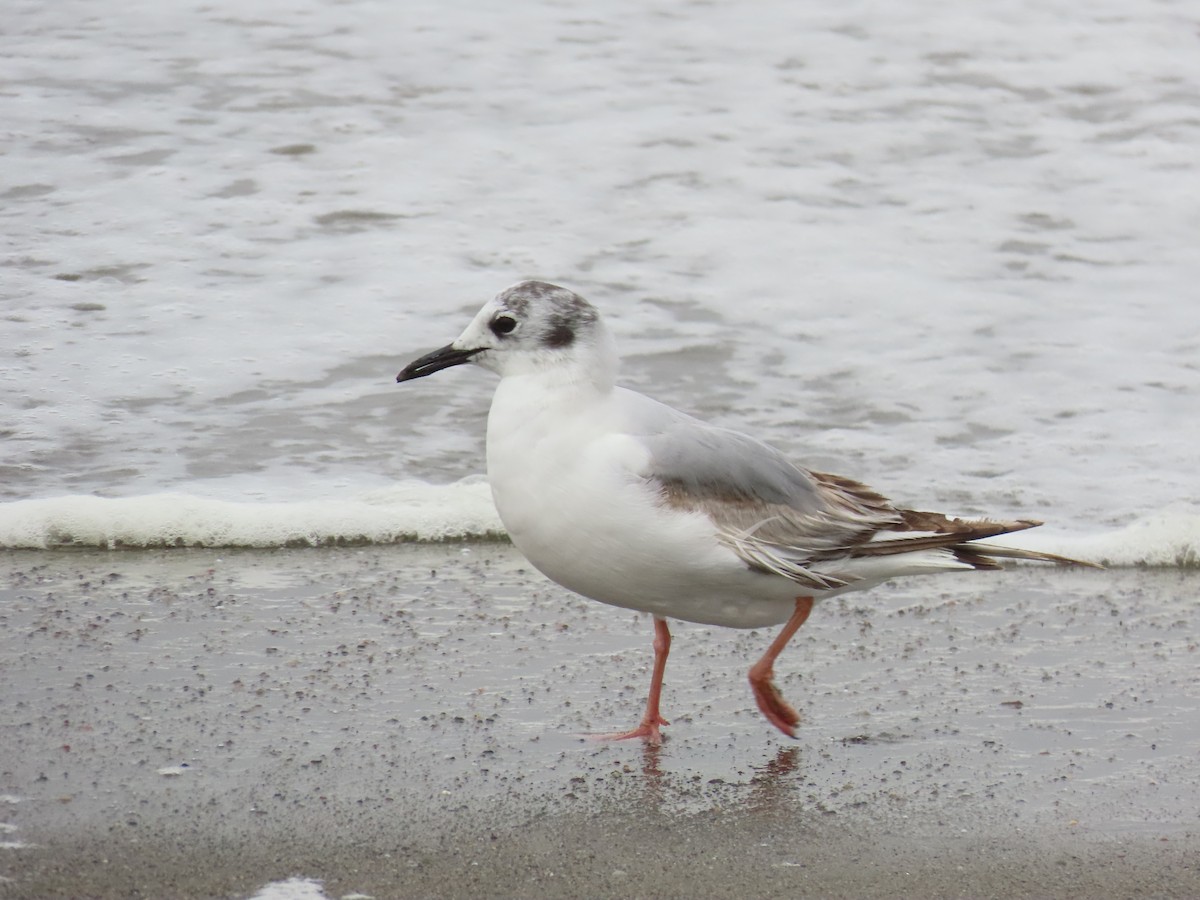 Bonaparte's Gull - ML620234135