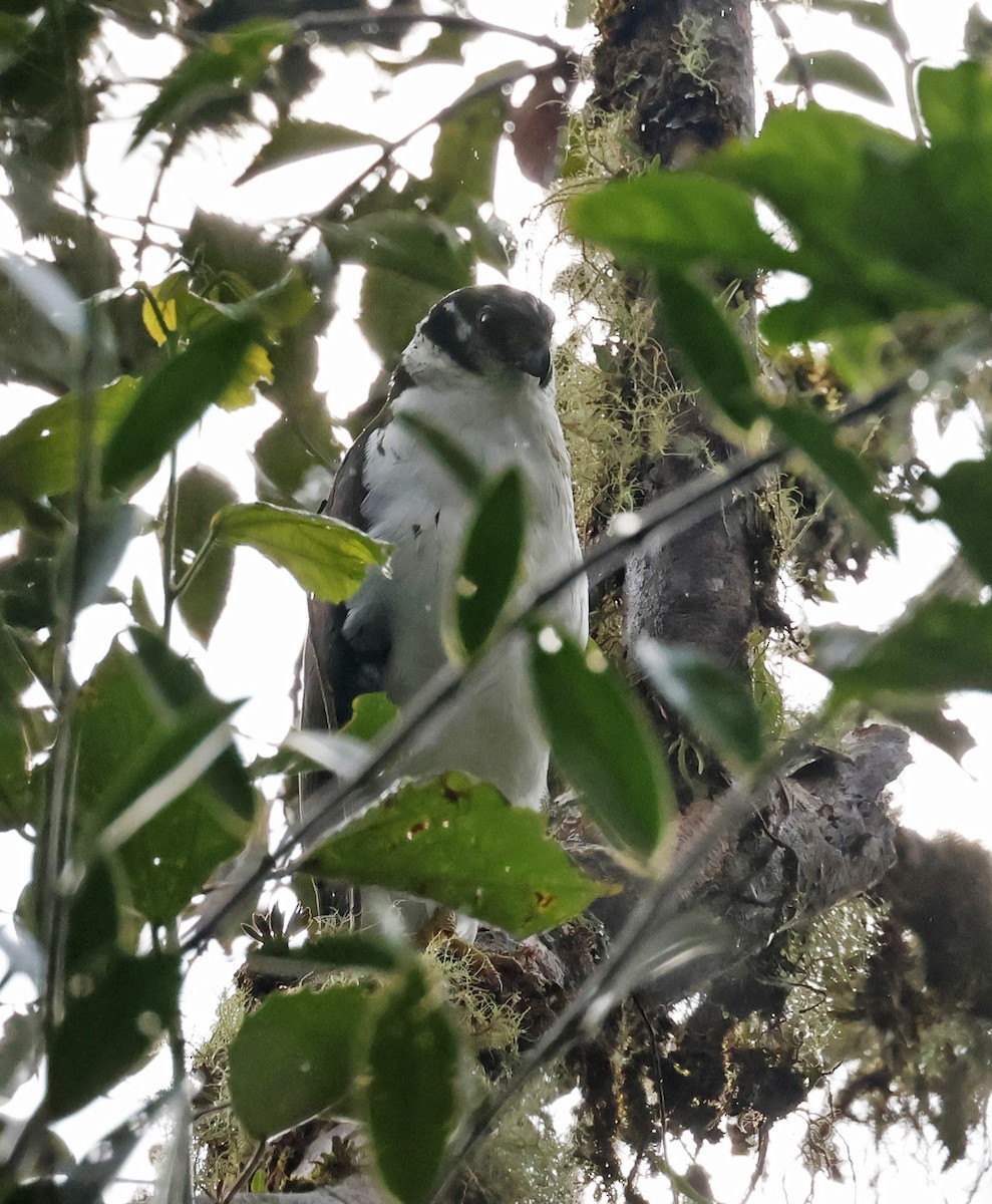 Buckley's Forest-Falcon - ML620234139